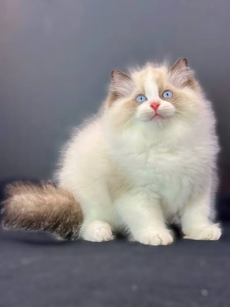 Ragdoll