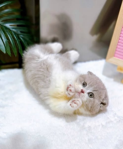 Munchkin Fold