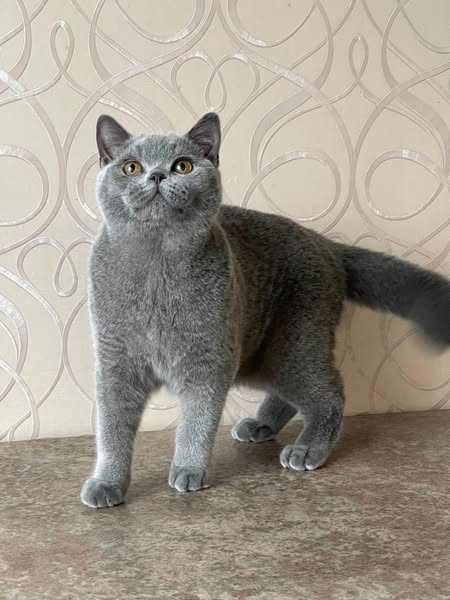 British Shorthair