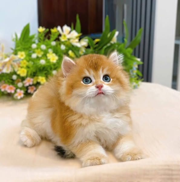 British Longhair