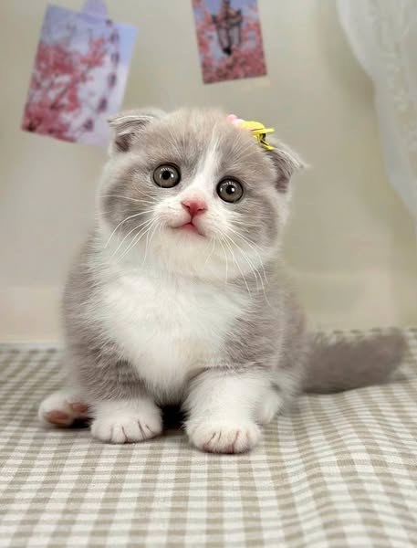Munchkin Fold