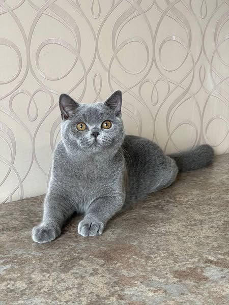 British Shorthair