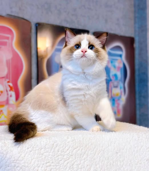 Ragdoll