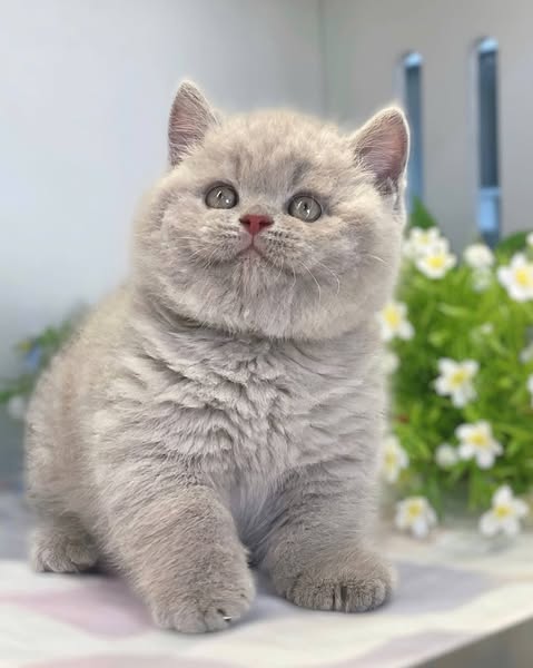 British Shorthair