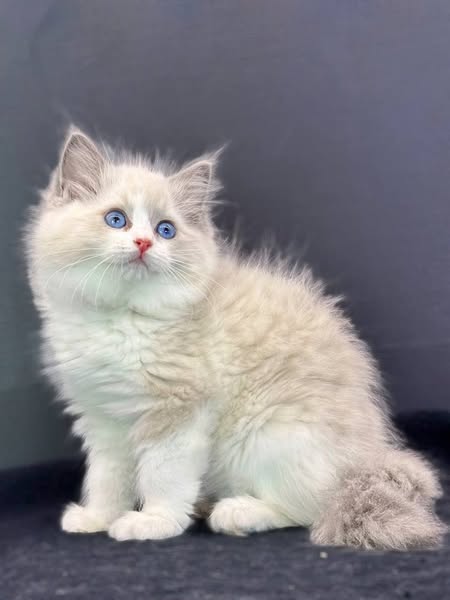 Ragdoll