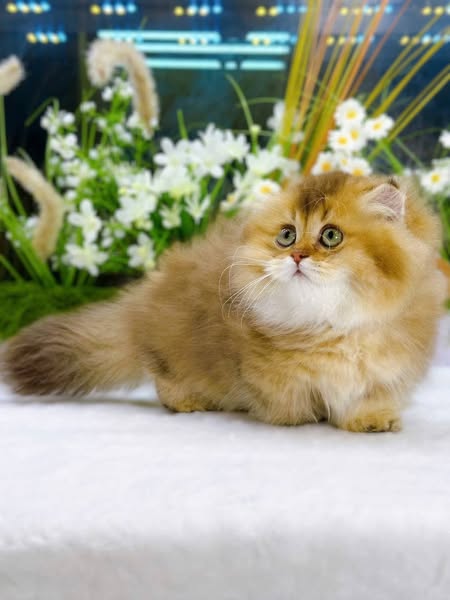 Munchkin Fold Longhair