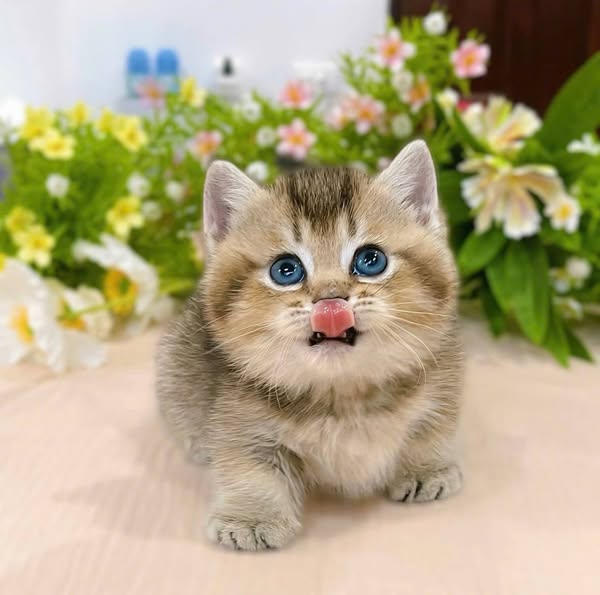 Munchkin