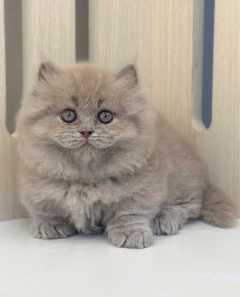 Munchkin Longhair