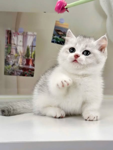 Munchkin