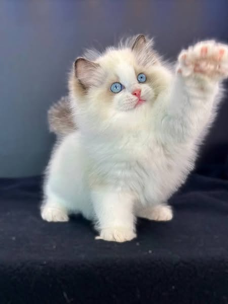 Ragdoll
