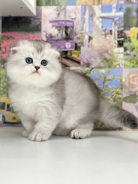 Scottish Fold Longhair