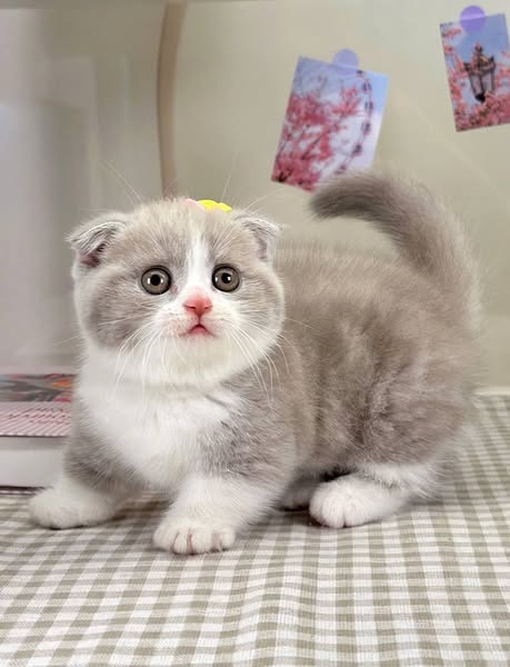 Munchkin Fold