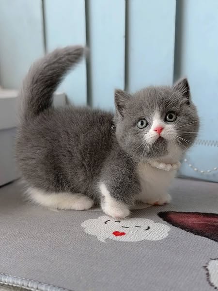 Munchkin