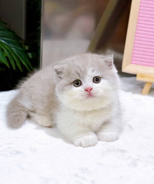 Munchkin Fold