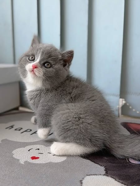 British Shorthair