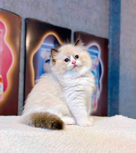 Ragdoll