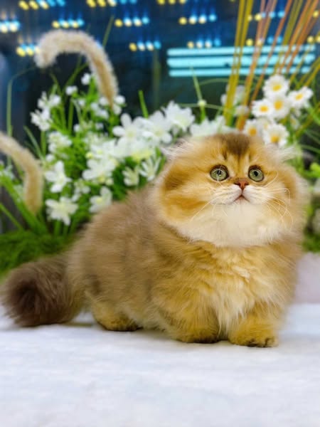 Munchkin Fold Longhair