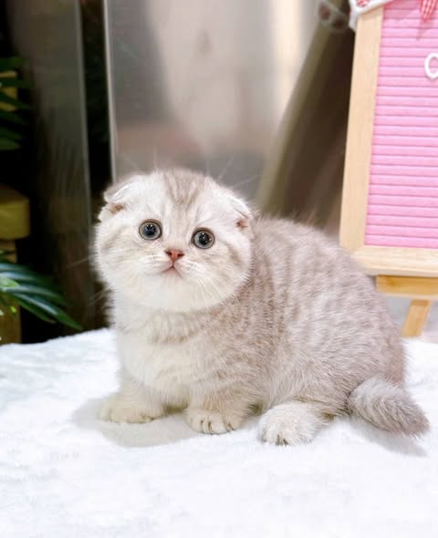Munchkin Fold
