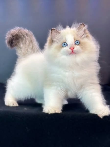 Ragdoll