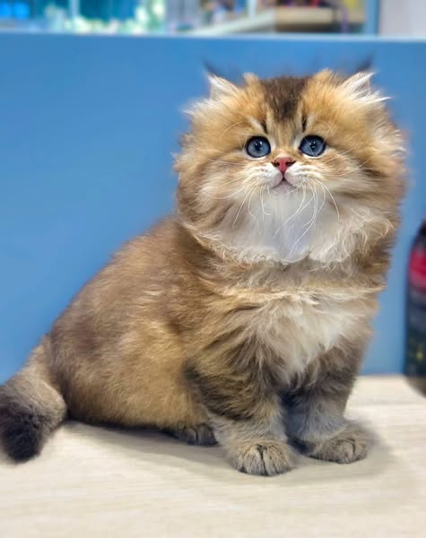 British Longhair