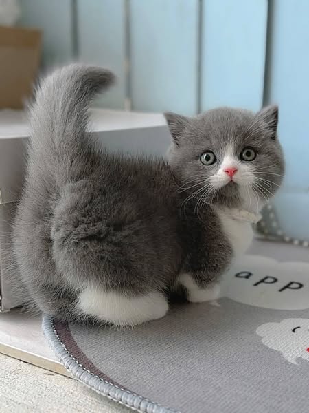 Munchkin