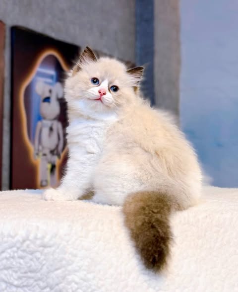 Ragdoll