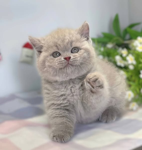 British Shorthair