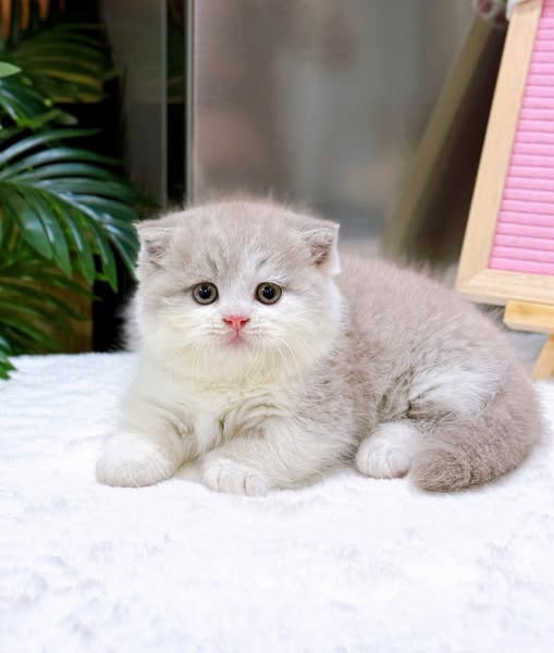 Munchkin Fold