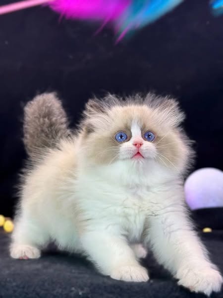 Ragdoll