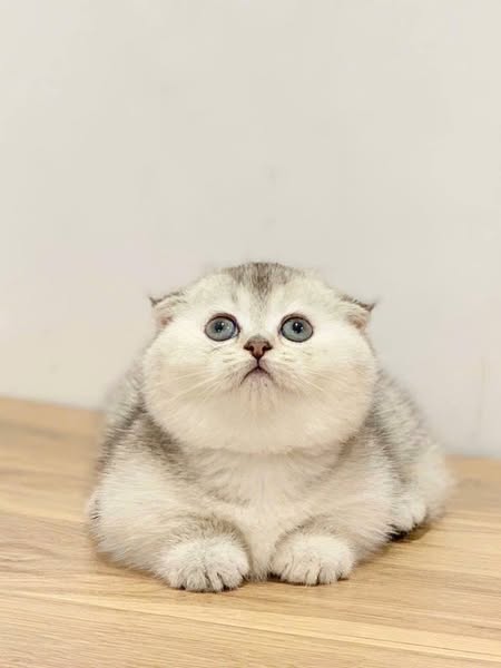 Munchkin Fold