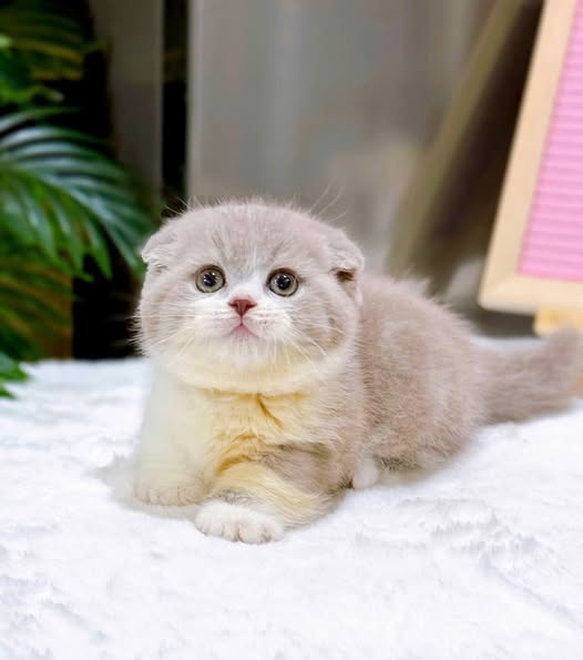 Munchkin Fold
