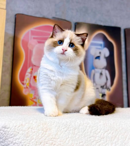 Ragdoll