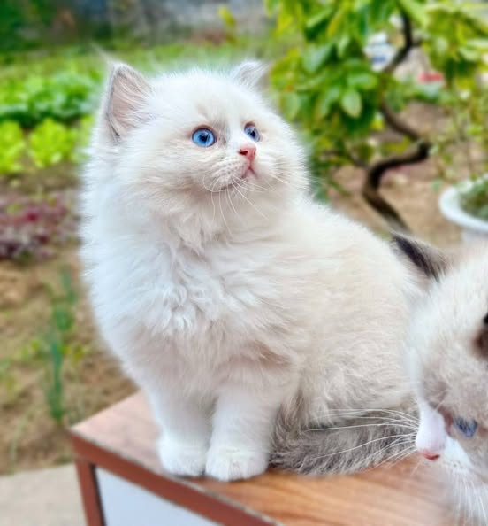Ragdoll