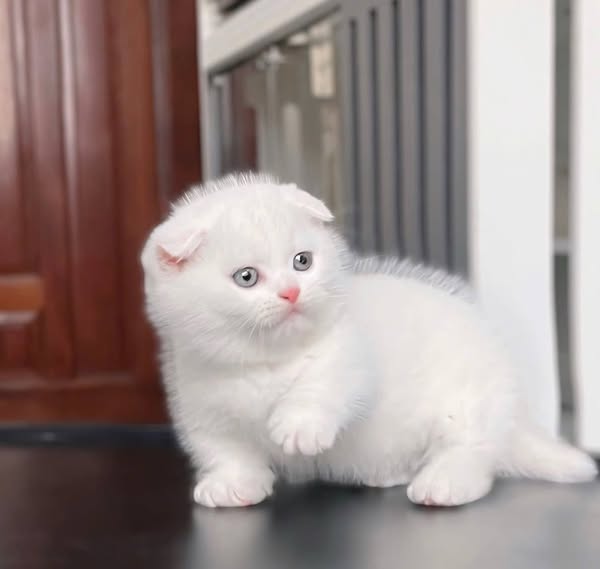 Munchkin Fold