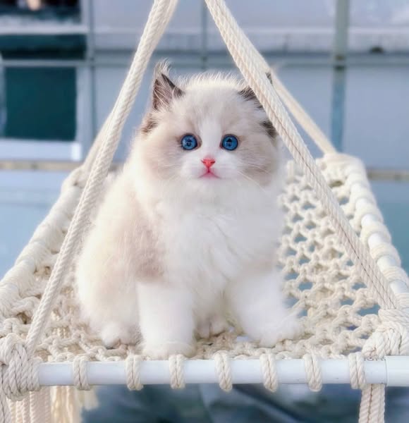 Ragdoll