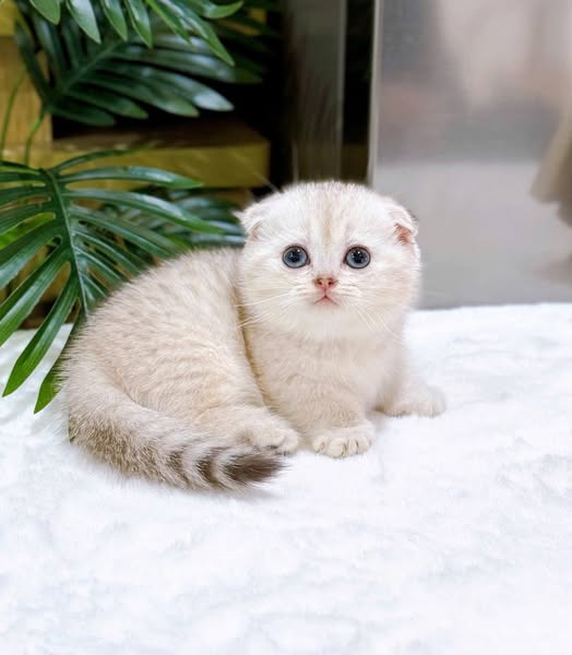 Munchkin Fold