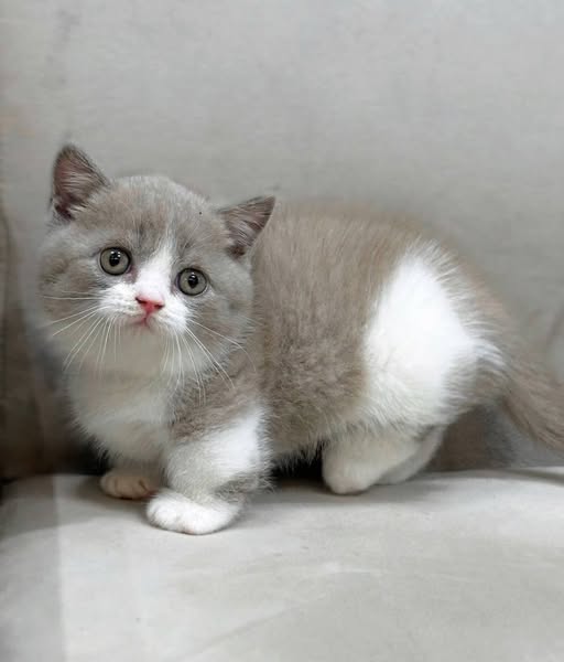 Munchkin