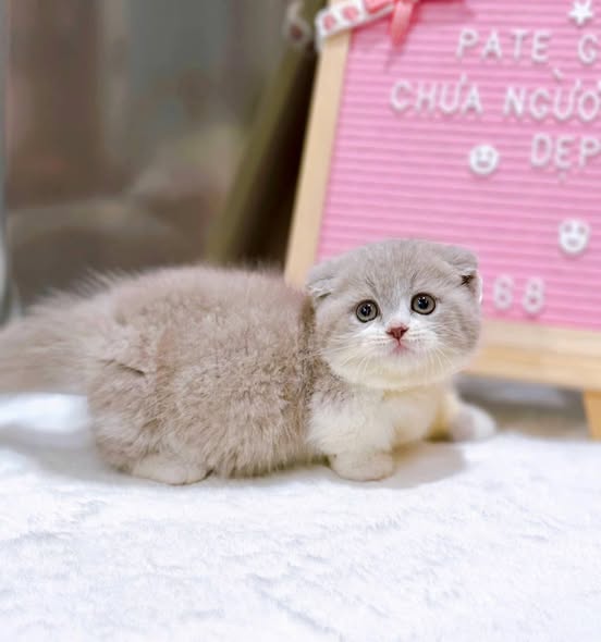 Munchkin Fold