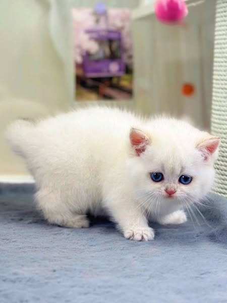 British Shorthair