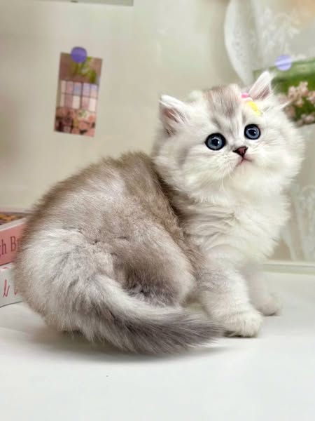 British Longhair