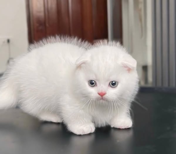 Munchkin Fold