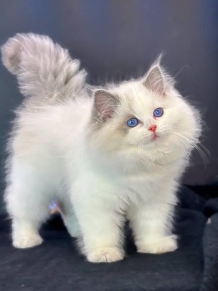 Ragdoll