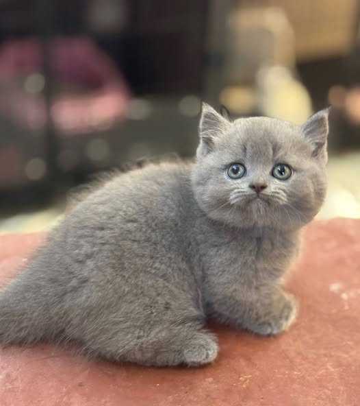 Munchkin