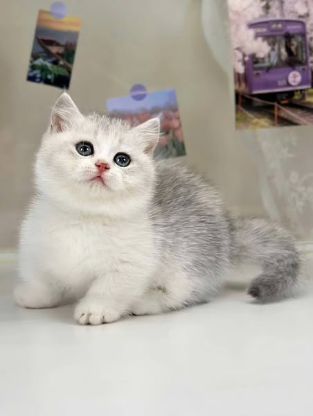 Munchkin