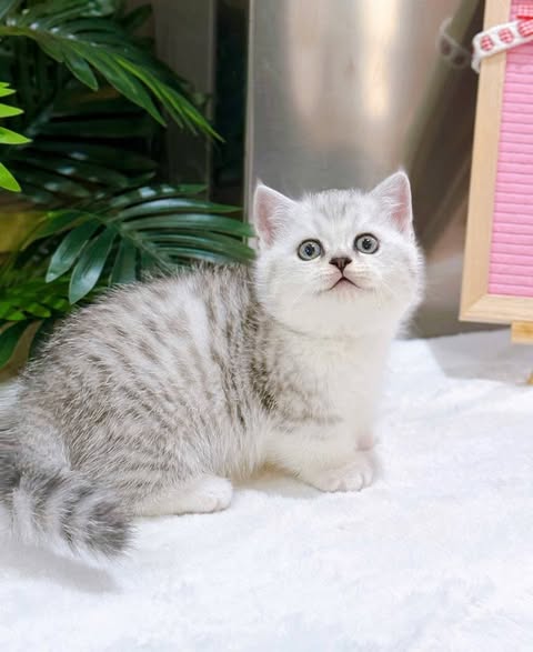 Munchkin