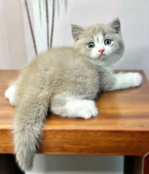 British Shorthair