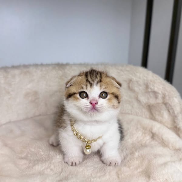 Munchkin Fold