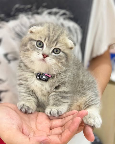 Munchkin Fold