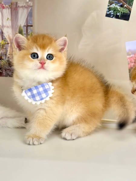 British Shorthair