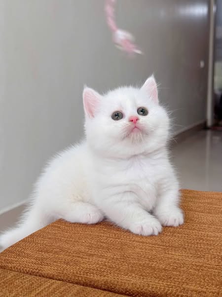 Munchkin